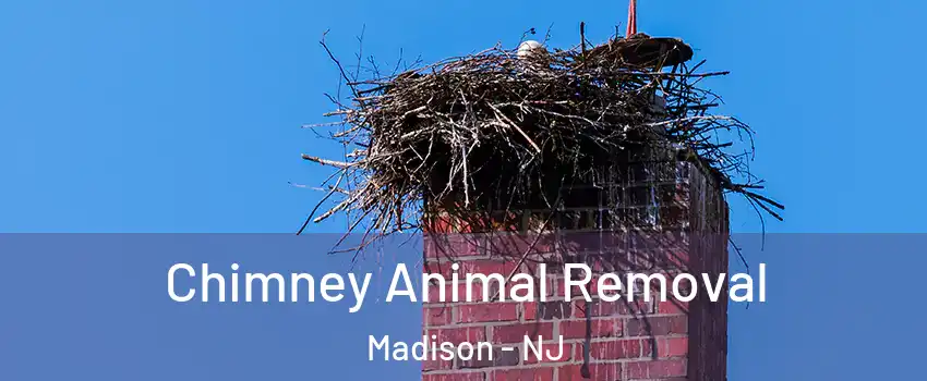  Chimney Animal Removal Madison - NJ