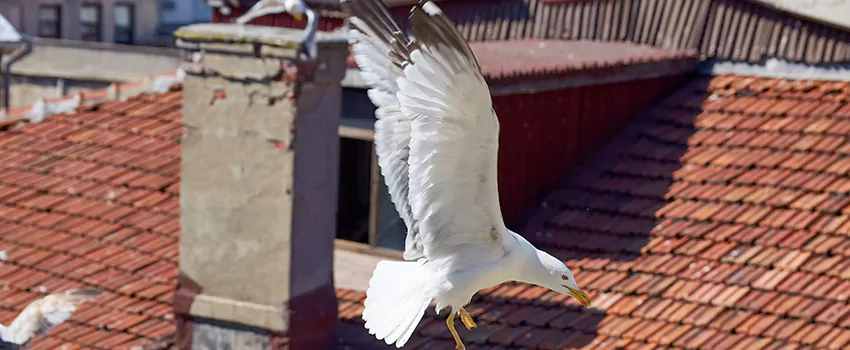 Residential Chimney Animal Removal Solution in Madison, NJ