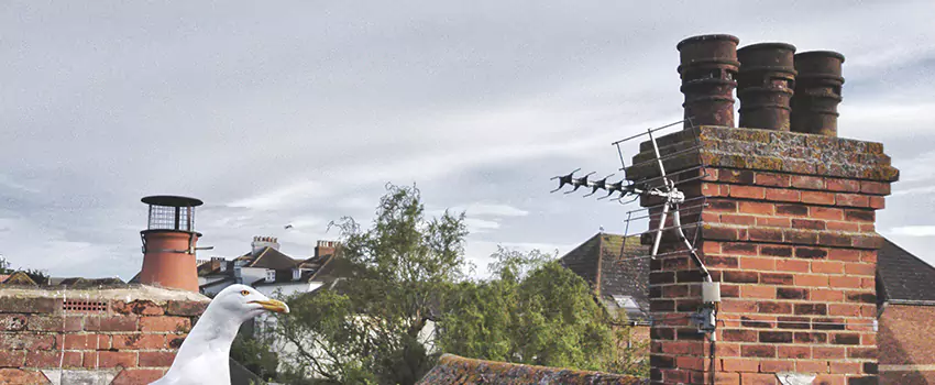 Chimney Cleaning And Restoration in Madison, New Jersey